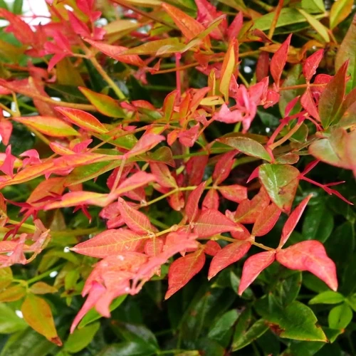 Himmelsbambus (Nandina domestica 'Gulfstream')