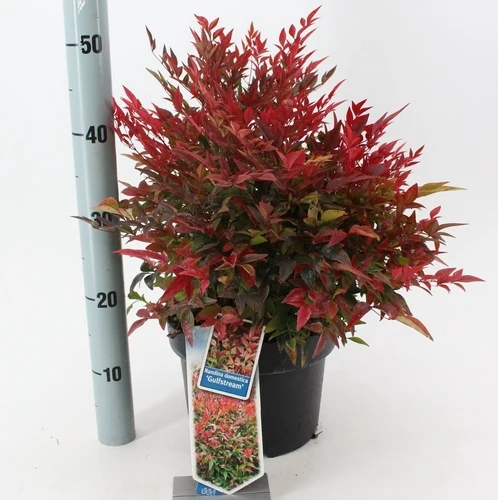 Himmelsbambus (Nandina domestica 'Gulfstream')