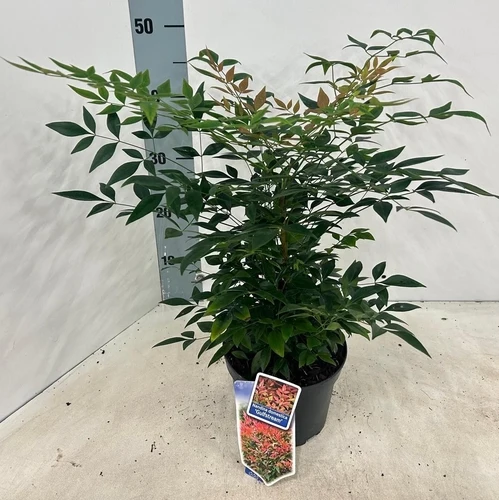Himmelsbambus (Nandina domestica 'Gulfstream')