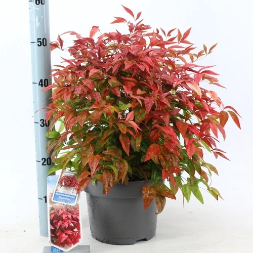 Himmlischer Bambus (Nandina domestica Blush Pink)