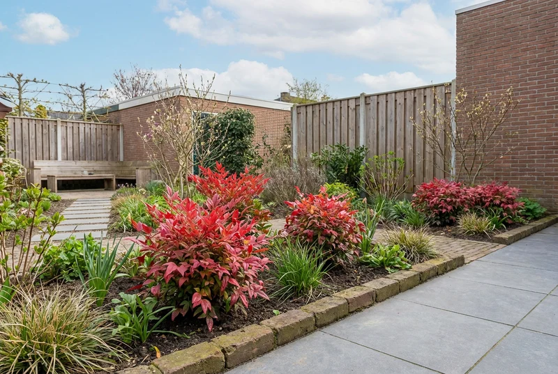 Himmlischer Bambus (Nandina domestica Blush Pink)