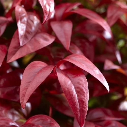 Himmlischer Bambus (Nandina domestica Blush Pink)