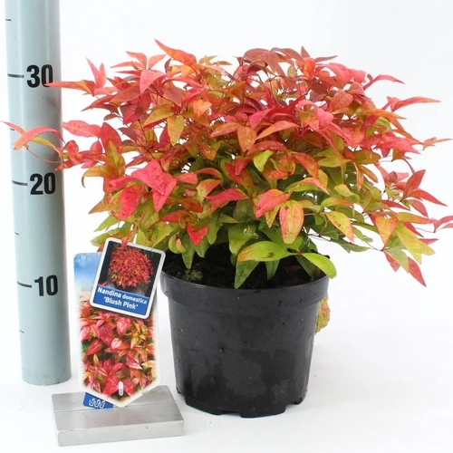 Himmlischer Bambus (Nandina domestica Blush Pink)