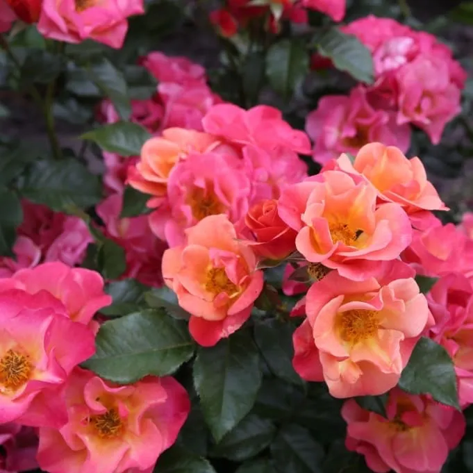 Beetrose 'Spicy'® Orange-Pink