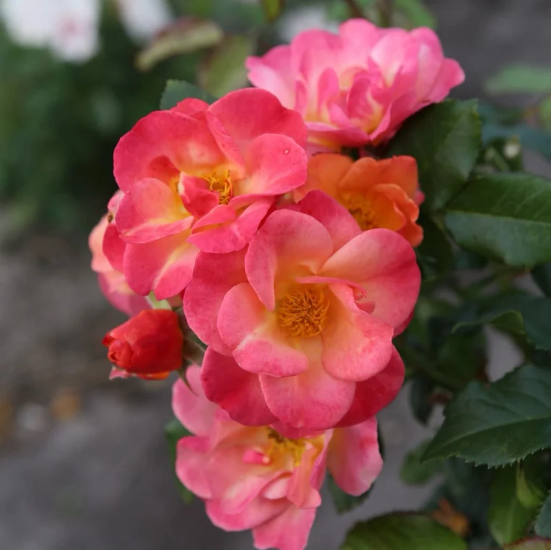 Beetrose 'Spicy'® Orange-Pink