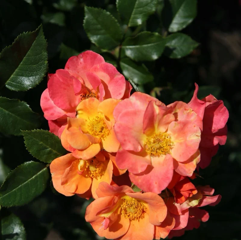 Beetrose 'Spicy'® Orange-Pink