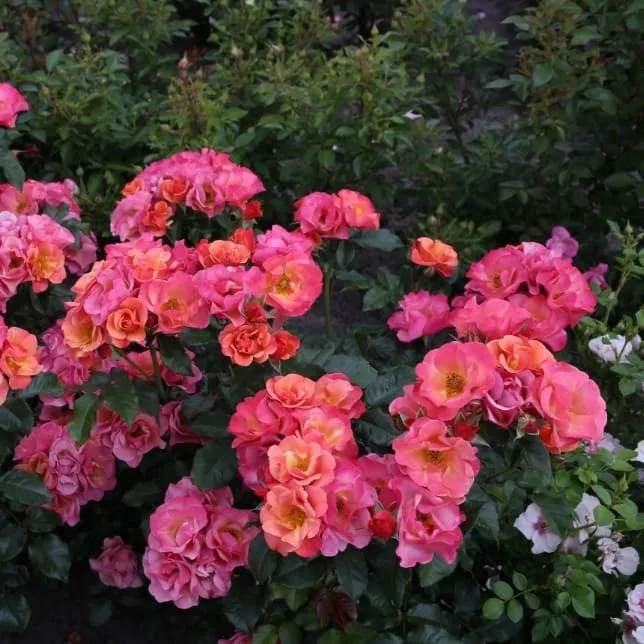 Beetrose 'Spicy'® Orange-Pink