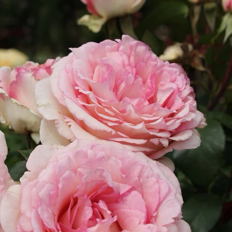Edelrose 'Souvenir® de Baden-Baden' Cremerosa