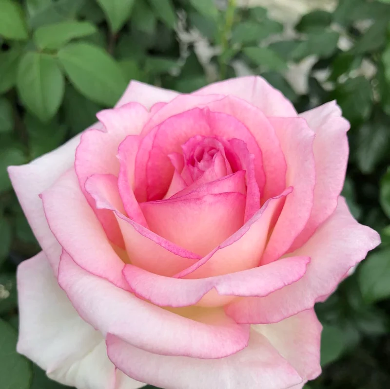Edelrose 'Souvenir® de Baden-Baden' Cremerosa