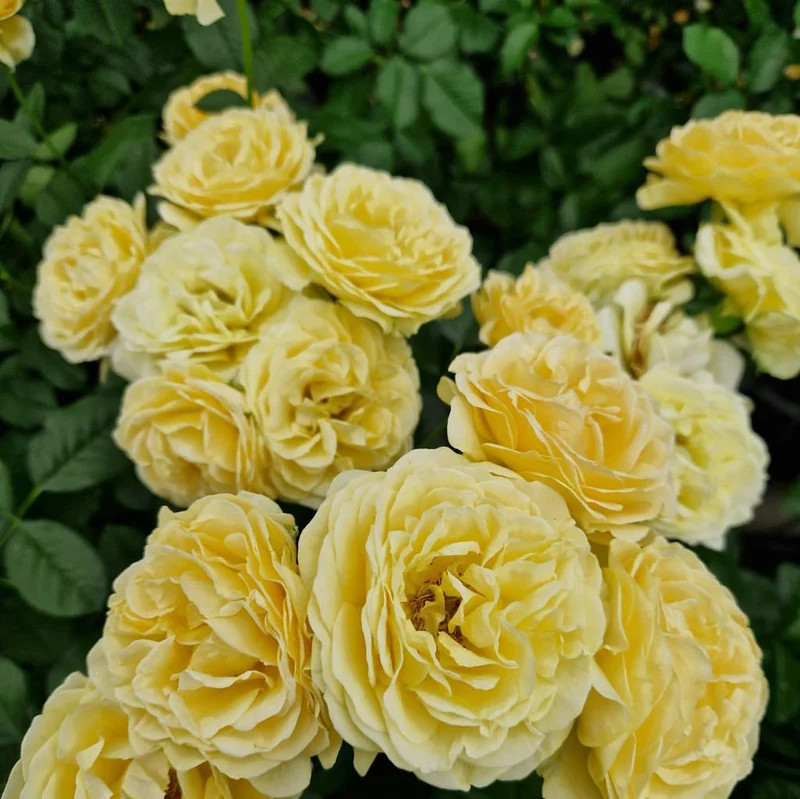 Beetrose 'Spotlight'® Goldgelb
