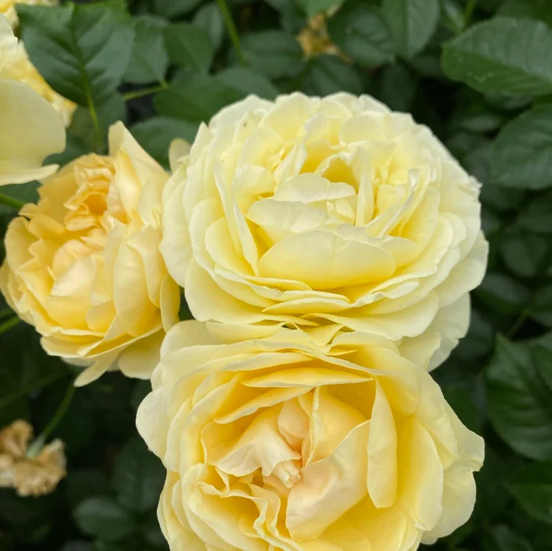 Beetrose 'Spotlight'® Goldgelb