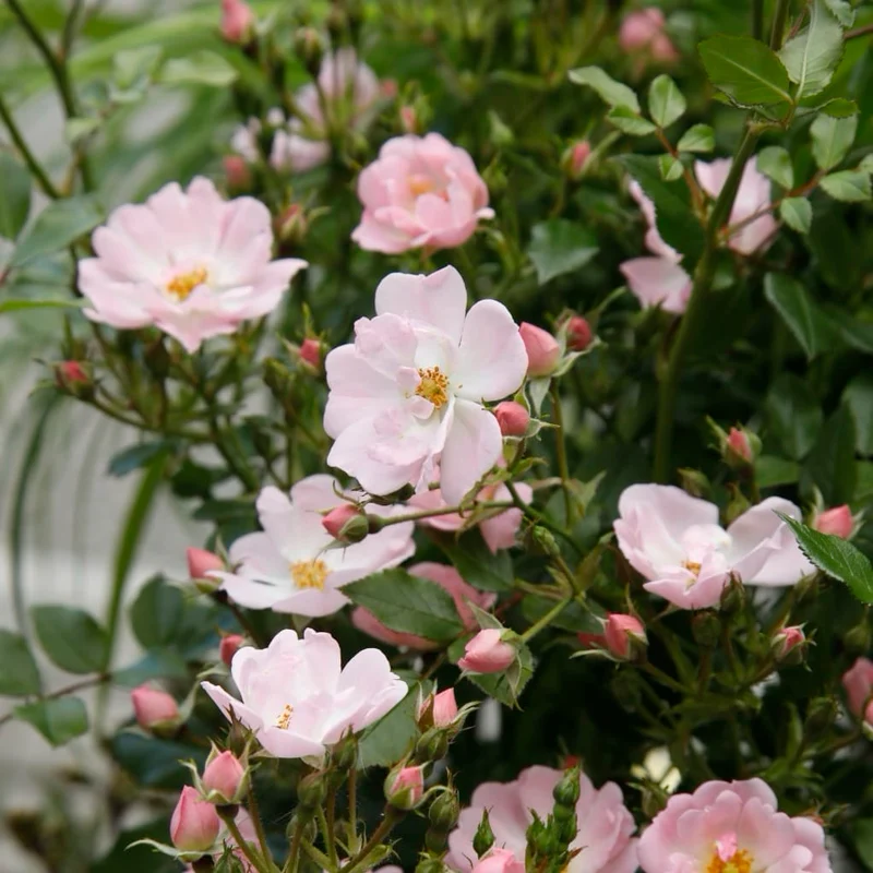 Zwergrose 'Sternenhimmel'® Zartrosa