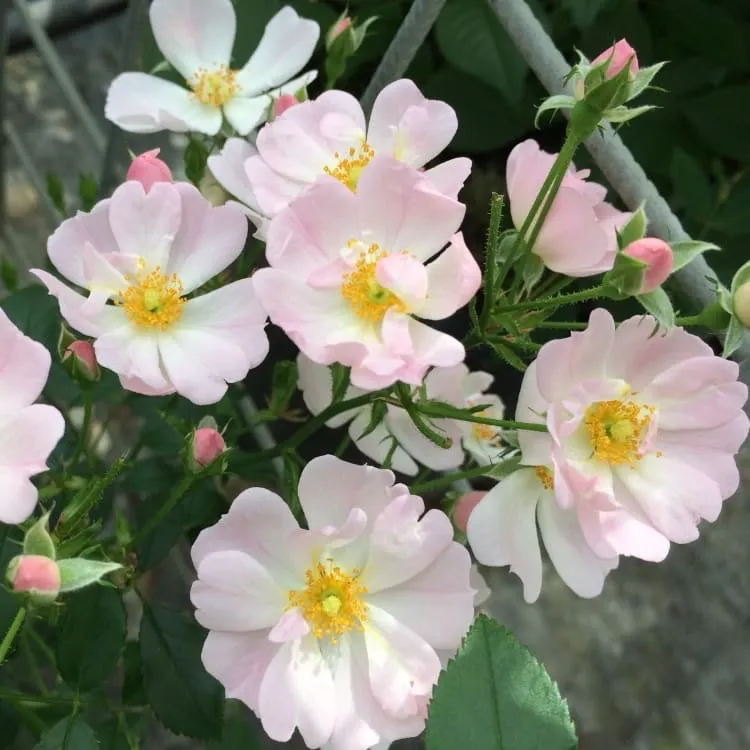 Zwergrose 'Sternenhimmel'® Zartrosa