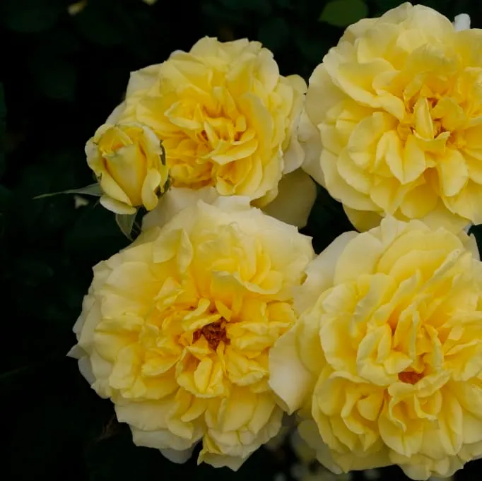 Strauchrose 'Sterntaler'® Mittelgelb