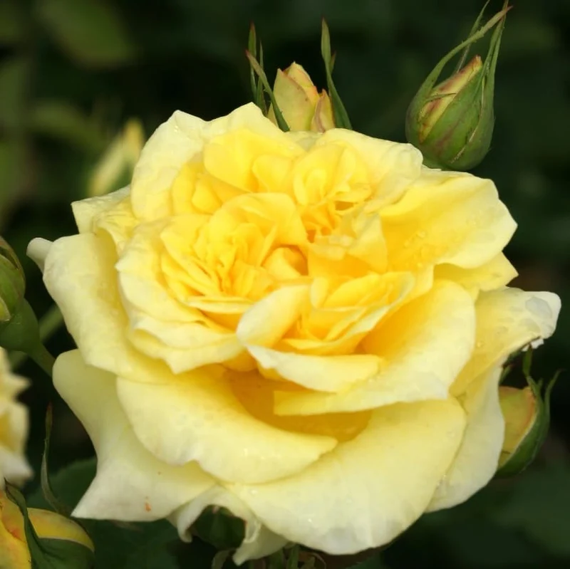 Strauchrose 'Sterntaler'® Mittelgelb