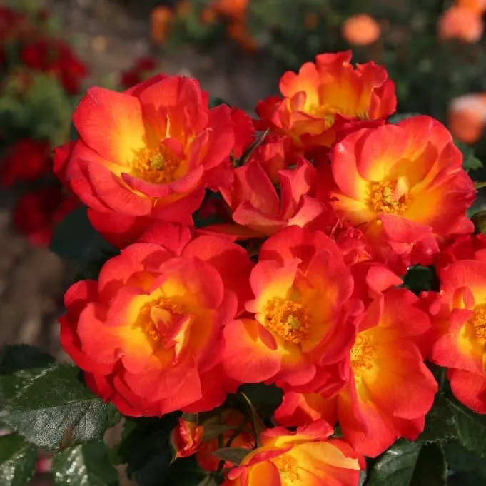 Bodendeckerrose 'Summer of Love'® Gelb-Rot