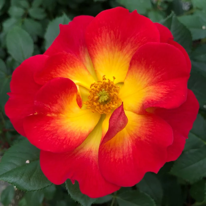 Bodendeckerrose 'Summer of Love'® Gelb-Rot