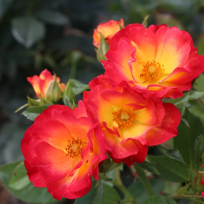 Bodendeckerrose 'Summer of Love'® Gelb-Rot