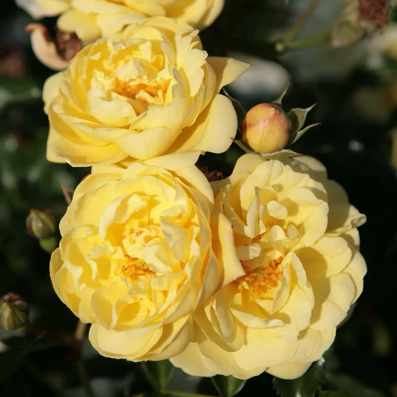 Bodendeckerrose 'Sunny Rose'® Zartgelb