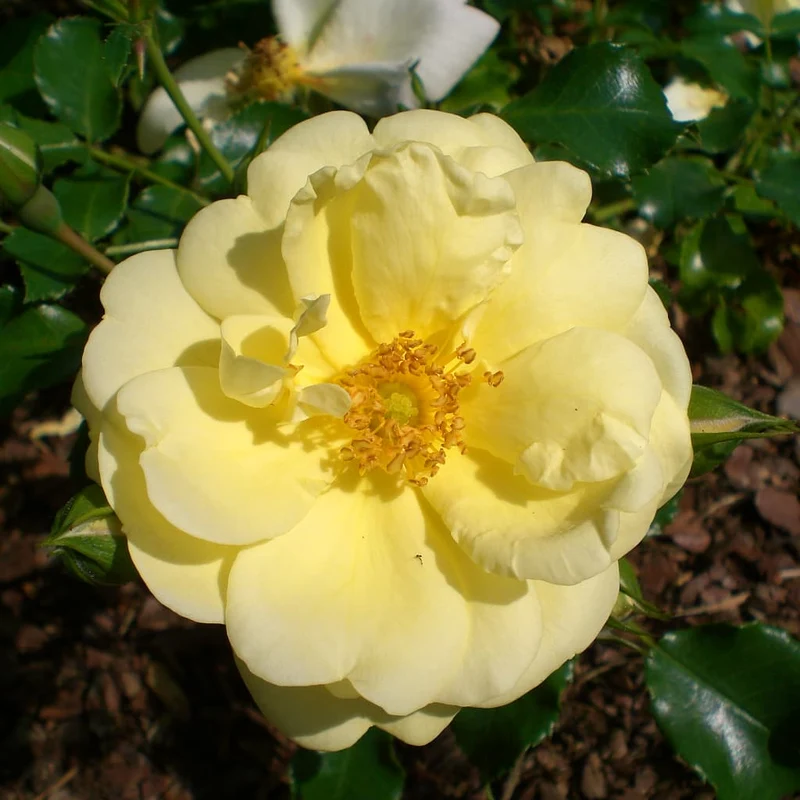 Bodendeckerrose 'Sunny Rose'® Zartgelb