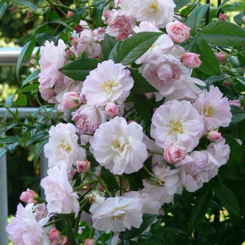 Ramblerrose 'Sweet Siluetta'® Weiß-Rosa