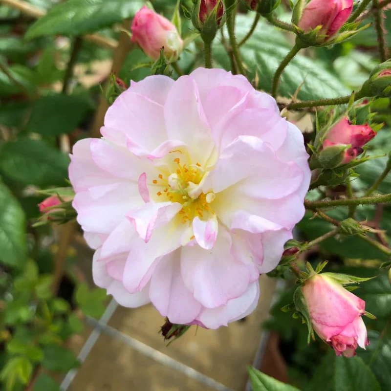 Ramblerrose 'Sweet Siluetta'® Weiß-Rosa
