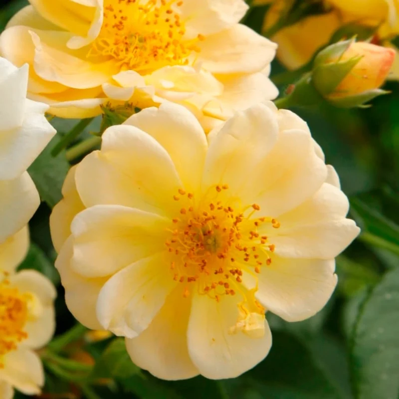 Ramblerrose 'Sunny Siluetta'® Goldgelb