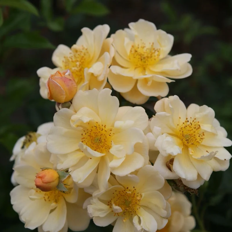 Ramblerrose 'Sunny Siluetta'® Goldgelb