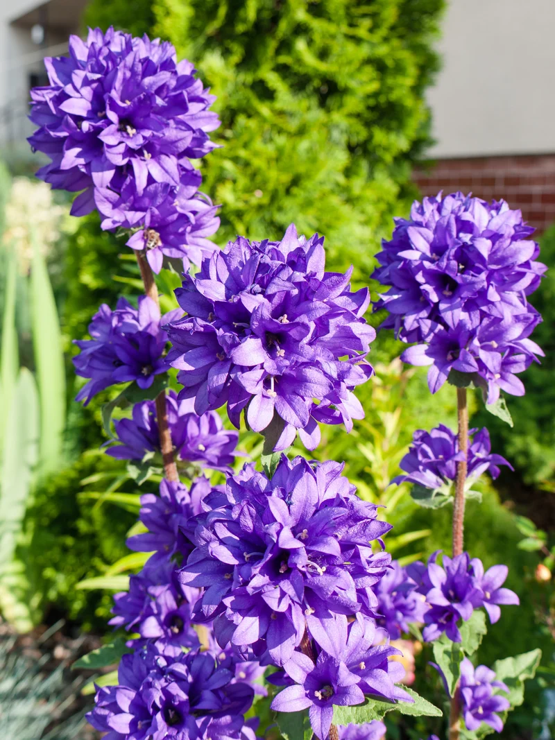 Bio-Knäuel-Glockenblume Wildblume