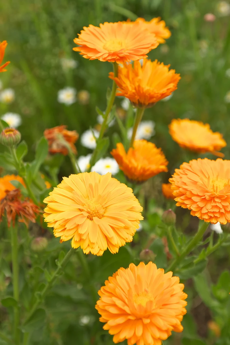 Bio-Ringelblume Orange
