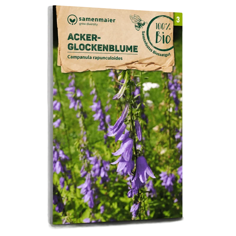 Bio-Acker-Glockenblume Wildblume