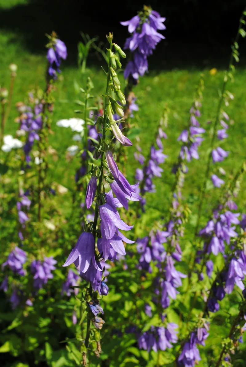 Bio-Acker-Glockenblume Wildblume