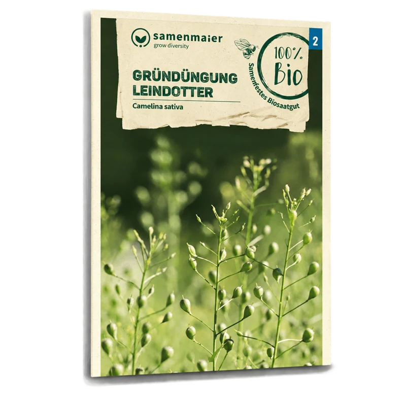 Bio-Leindotter Gründüngung