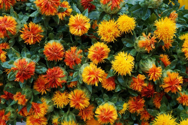 Bio-Färberdistel