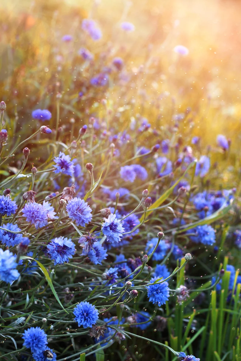 Bio-Kornblume Blau