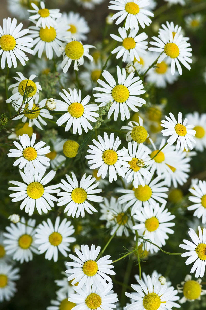 Bio-Echte Kamille