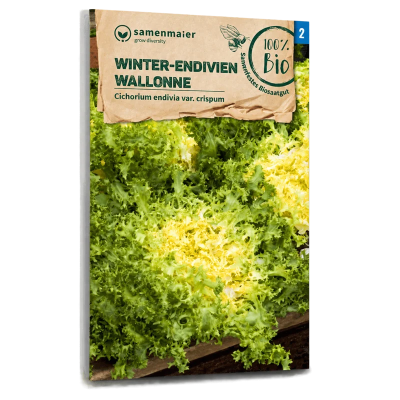 Bio-Winter-Endivien 'Wallonne'