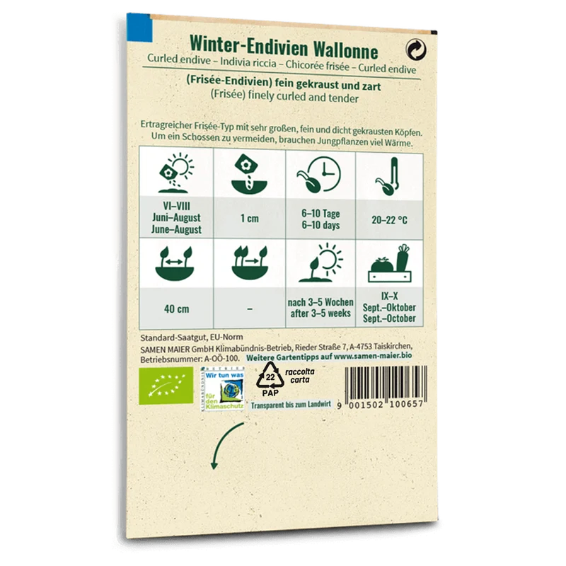 Bio-Winter-Endivien 'Wallonne'