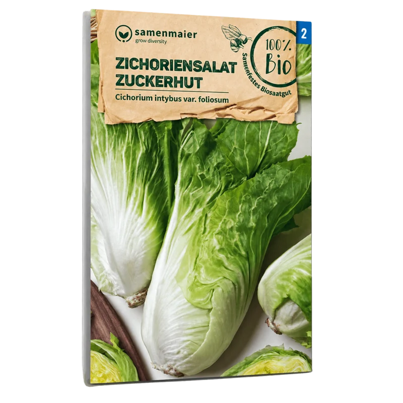 Bio-Zichoriensalat 'Zuckerhut'