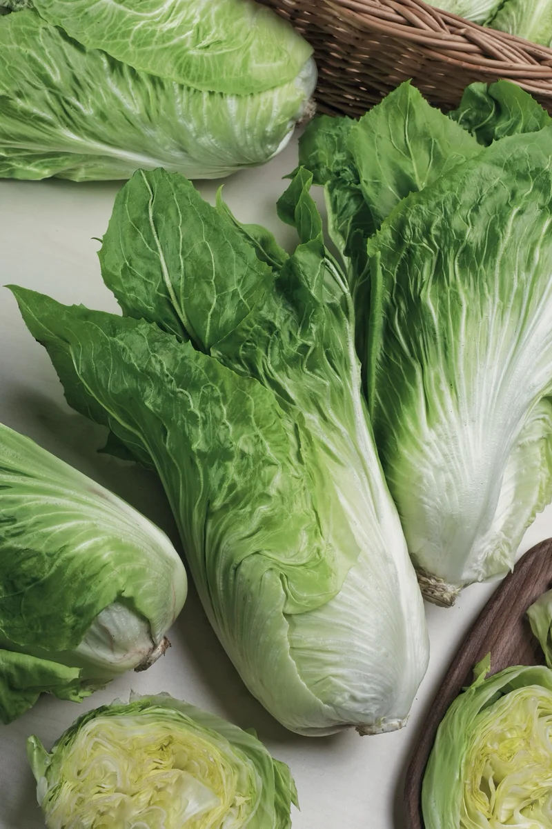 Bio-Zichoriensalat 'Zuckerhut'