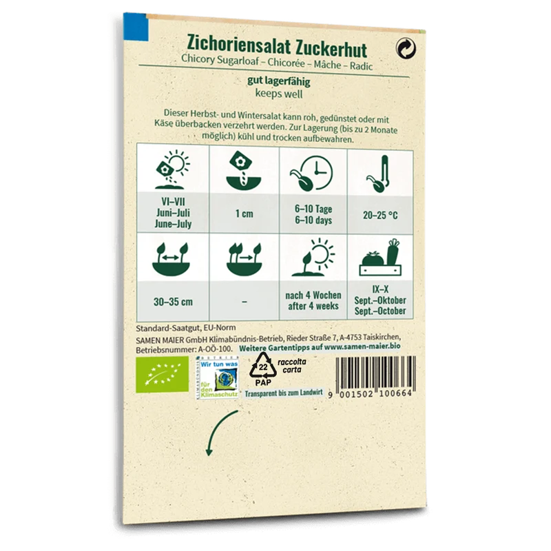Bio-Zichoriensalat 'Zuckerhut'