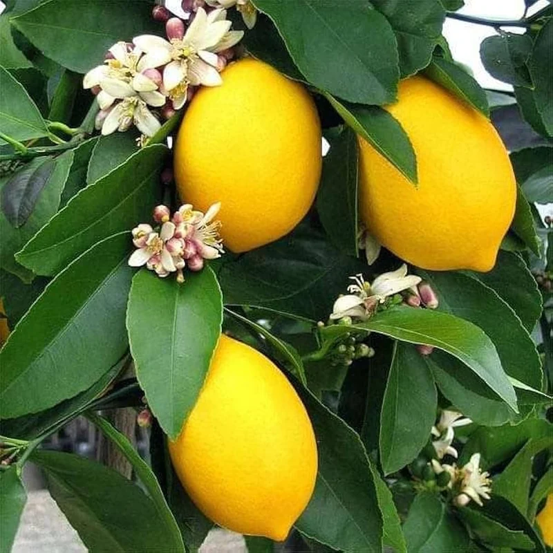 Primofiori Lemon Seeds for Planting – Grow Juicy Citrus Trees at Home