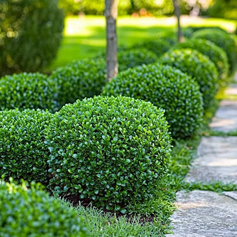 Common Boxwood Seeds – Dense Evergreen Shrub for Hedges & Landscaping
