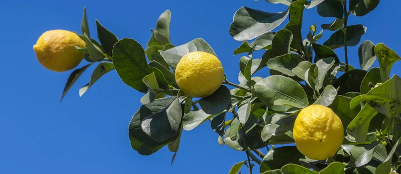 Femminello Lemon Seeds for Planting – Grow Classic Italian Citrus at Home