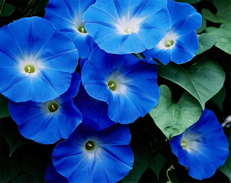Blue Petunia Seeds – Striking True Blue Blooms for Gardens & Hanging Baskets