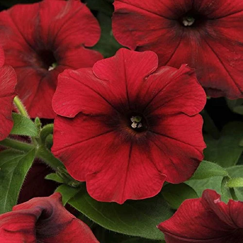 Burgundy Petunia Seeds – Rich, Elegant Blooms for Gardens & Hanging Baskets