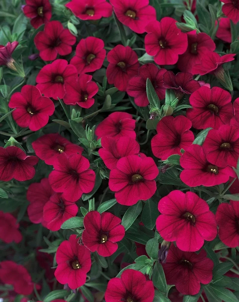 Burgundy Petunia Seeds – Rich, Elegant Blooms for Gardens & Hanging Baskets