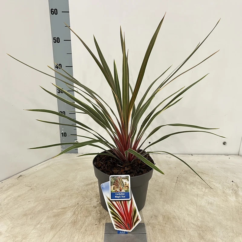 Cordyline (Cordyline australis 'Magic Star')