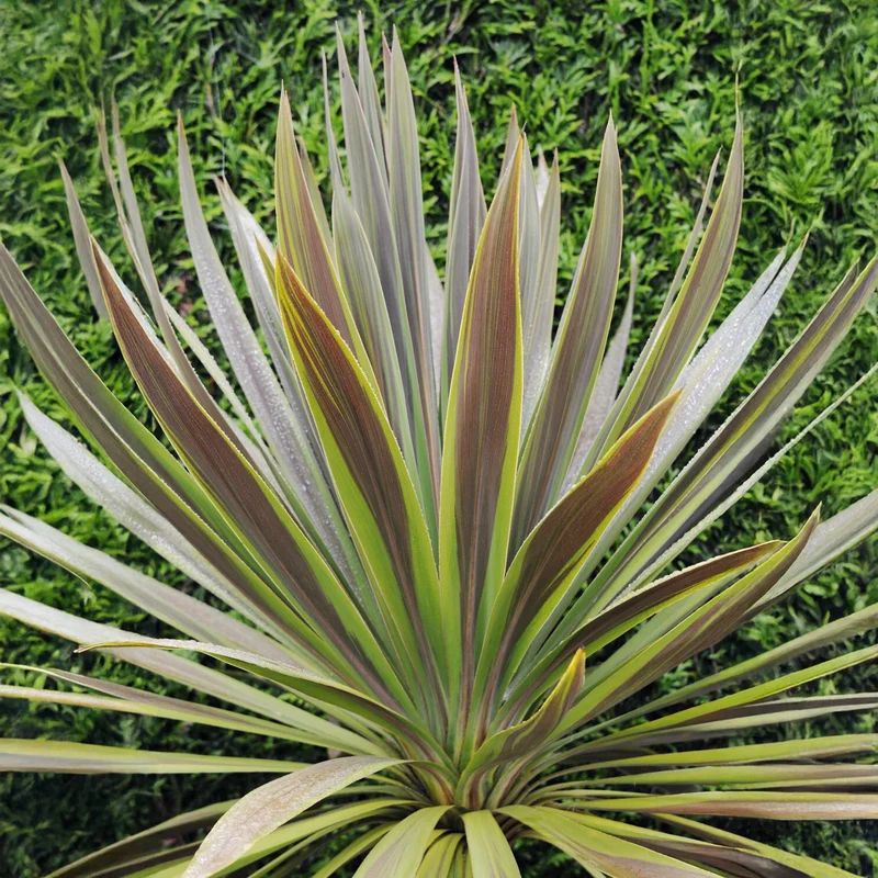 Cordyline (Cordyline australis 'Choc Mint')