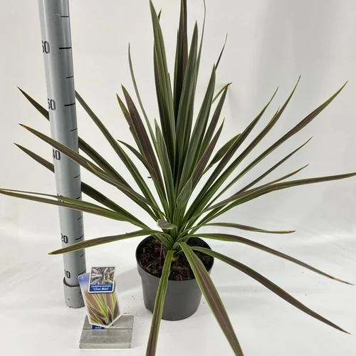 Cordyline (Cordyline australis 'Choc Mint')